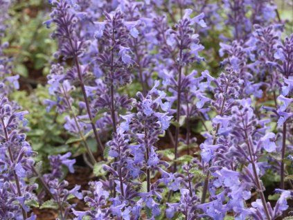 Šanta zkřížená 'Picture Purrfect' - Nepeta x faassenii 'Picture Purrfect'  Nepeta x faassenii 'Picture Purrfect'