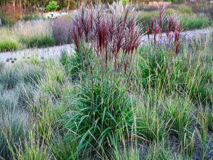 Ozdobnice čínská 'Piccolo Rubino' - Miscanthus sinensis 'Piccolo Rubino'  Miscanthus sinensis 'Piccolo Rubino'