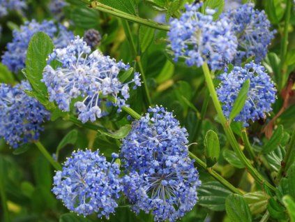 Latnatec 'Victoria'  Ceanothus 'Victoria'