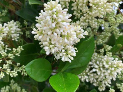 Ptačí zob japonský 'Texanum'  Ligustrum japonicum 'Texanum'