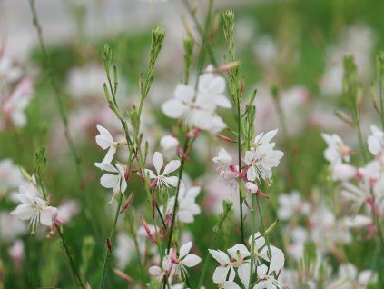 Svíčkovec lindheimeri 'Flamingo White' - Gaura lindheimeri 'Flamingo White'  Gaura lindheimeri 'Flamingo White'