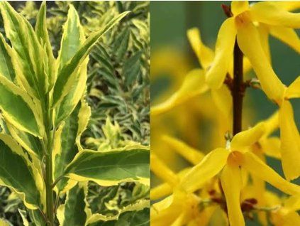 Zlatice prostřední 'Discovery' PBR  Forsythia 'Discovery' PBR