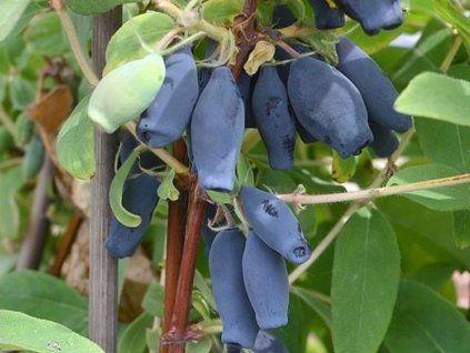 Zimolez kamčatský 'Sinoglaska'  Lonicera kamtschatica 'Sinoglaska'