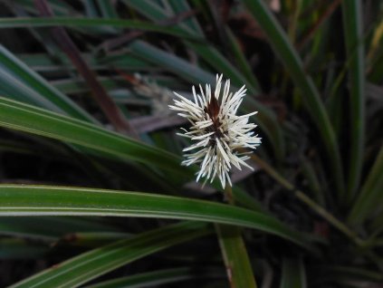 Ostřice japonská - Carex morrowii  Carex morrowii