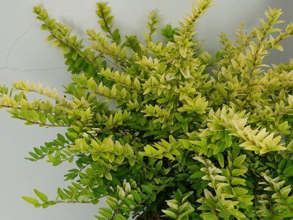 Zimolez lesklý Garden Clouds 'Golden Glow'  Lonicera nitida GARDEN CLOUDS 'Golden Glow'