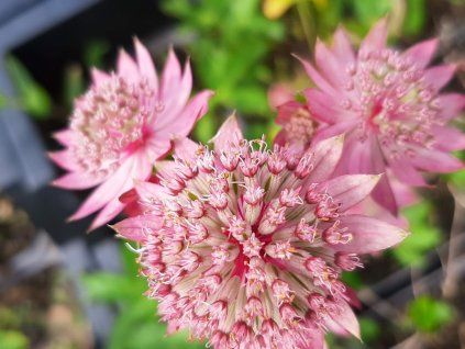 Jarmanka větší 'Pink Button' - Astrantia major 'Pink Button'  Astrantia major 'Pink Button'