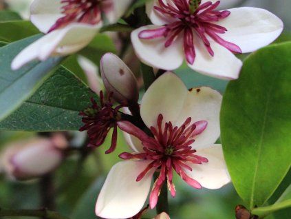 Michelie 'White Caviar'  Michelia 'White Caviar'