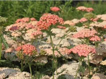 Řebříček obecný 'Lachsschönheit' - Achillea millefolium 'Lachsschönheit'  Achillea millefolium 'Lachsschönheit'
