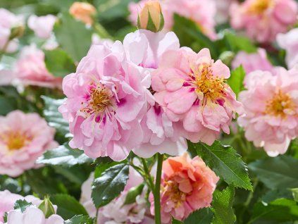 Růže 'Amirose'  Rosa 'Amirose'
