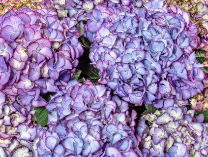 Hortenzie velkolistá 'Code Rosé Purple'®  Hydrangea macrophylla 'Chocolate'