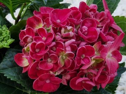 Hortenzie velkolistá Hy-Pe Unique 'Curly Wurly Red'  Hydrangea macrophylla Hy-Pe Unique 'Curly Wurly Pink'