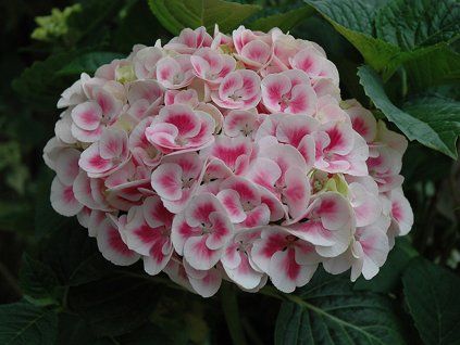 Hortenzie velkolistá 'HI Mars'  Hydrangea macrophylla 'HI Mars'