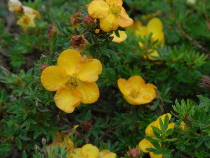 Mochna křovitá 'Annette'  Potentilla/Dasiphora fruticosa 'Annette'