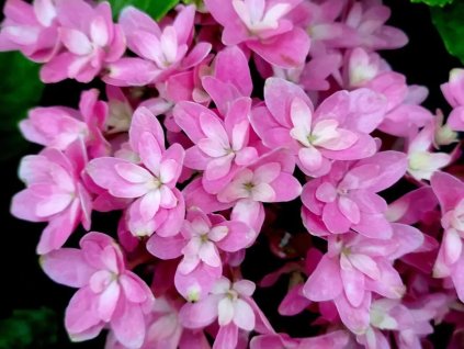 Hortenzie velkolistá 'Magical Farfalla'®  Hydrangea macrophylla 'Magical Farfalla'®