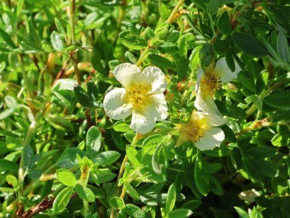 Mochna křovitá 'Limelight'  Potentilla fruticosa 'Limelight'