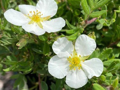 Mochna křovitá 'McKay's White'  Potentilla fruticosa 'McKay's White'