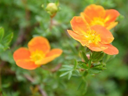 Mochna křovitá 'Sunset'  Potentilla fruticosa 'Sunset'