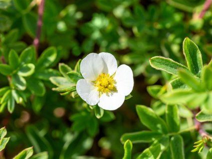 Mochna křovitá 'Snowflake'  Potentilla fruticosa 'Snowflake'