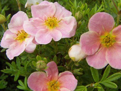 Mochna křovitá 'Pink Whisper'  Potentilla fruticosa 'Pink Whisper'