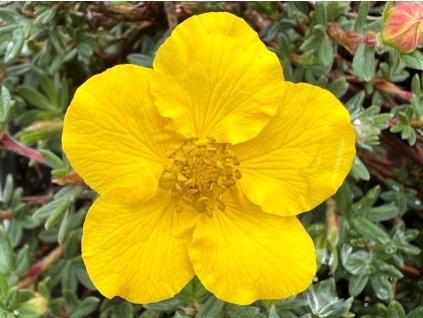 Mochna křovitá 'Medicine Wheel Mount'  Potentilla fruticosa 'Medicine Wheel Mount'