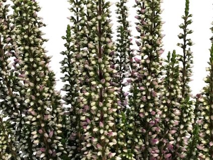 Vřes obecný Beauty Ladies 'Lyna'  Calluna vulgaris Beauty Ladies 'Lyna'