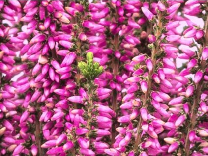 Vřes obecný Beauty Ladies 'Marta'  Calluna vulgaris Beauty Ladies 'Marta'