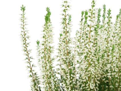 Vřes obecný Beauty Ladies 'Viva'  Calluna vulgaris Beauty Ladies 'Viva'