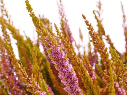 Vřes obecný SKYLINE 'Dallas'  Calluna vulgaris SKYLINE 'Dallas'