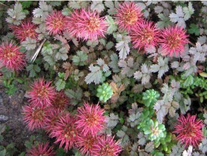 Acéna málolistá 'Bronze' - Acaena microphylla 'Bronze'  Acaena microphylla 'Bronze'