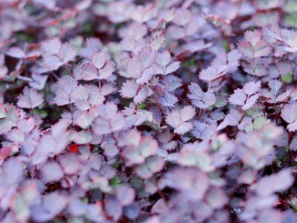 Acéna růžová 'Purpurea' - Acaena inermis 'Purpurea'  Acaena inermis 'Purpurea'