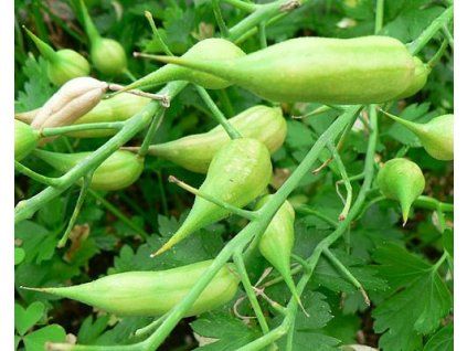 34539 1 acokca okurkopaprika