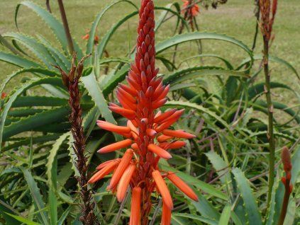 34932 1 aloe stromovita