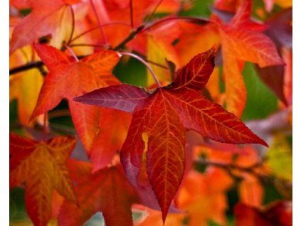 34947 1 ambron zapadni autumn color