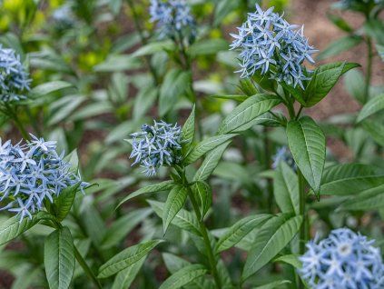 Amsónie tabernaemontana - Amsonia tabernaemontana  Amsonia tabernaemontana
