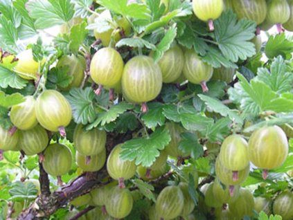 �esk� koruna