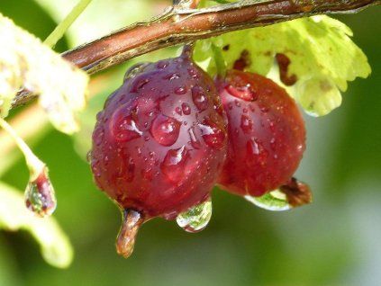 Angrešt 'Hinnonmaki Red'  Ribes uva crispa 'Hinnonmaki Red'