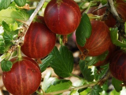 35211 ribes uva crispa spinefree