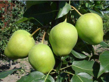 Asijská hrušeň 'Early Shu'  Pyrus pyrifolia 'Early Shu'