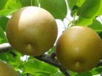 Asijská hrušeň 'Kumoi'  Pyrus pyrifolia 'Kumoi'