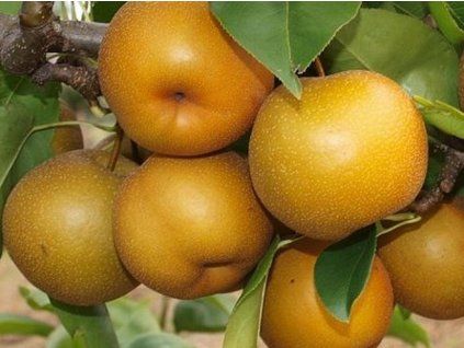 Asijská hrušeň 'Kunt Chan Chu'  Pyrus pyrifolia 'Kunt Chan Chu'