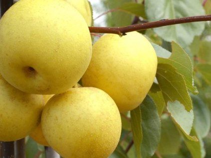 Asijská hrušeň 'Nijiseiki'  Pyrus pyrifolia 'Nijiseiki'