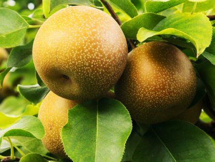 Asijská hrušeň 'Shinko'  Pyrus pyrifolia 'Shinko'