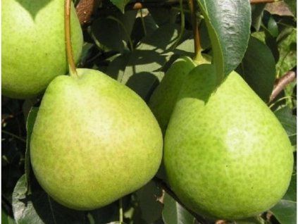 Asijská hrušeň 'TsuLi'  Pyrus pyrifolia 'Tsu-Li'