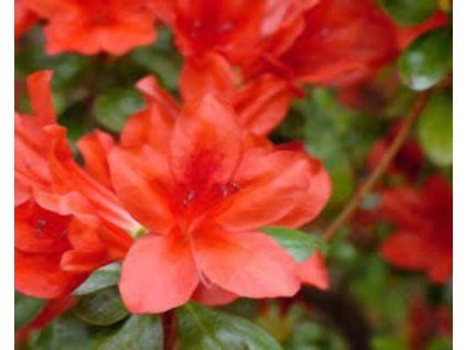 35538 1 japonska azalka galathea