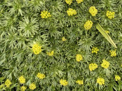 Azorela třídílná - Azorella trifurcata  Azorella trifurcata