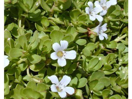 35568 1 bakopa drobnolista brahmi