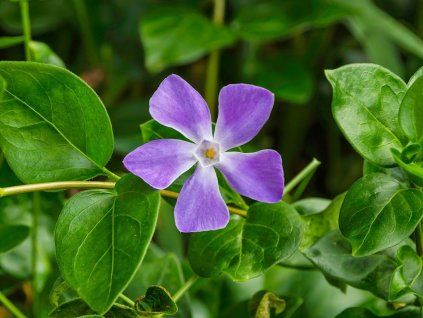 Barvínek větší - Vinca major  Vinca major