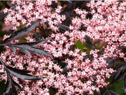 Bez černý 'Black Lace'  Sambucus nigra 'Black Lace'