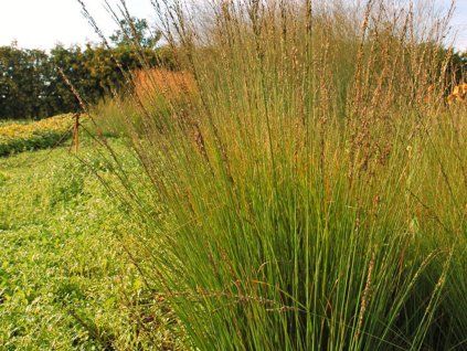 Bezkolenec modrý 'Heidebraut' - Molinia caerulea 'Heidebraut'  Molinia caerulea 'Heidebraut'