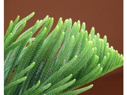 araucaria